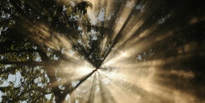 sun rays coming through trees